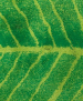 Tapis de bain Feuille vert pomme 65x185 cm 100% coton peigné 1900 gr/m²