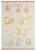 Handdoek voor gerechten de peren 100% katoen jacquard 50x75 cm