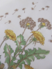 Dandelions handkerchief 31x31 cm cotton printed and hand rolled Lehner