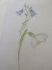 Bells handkerchief 31x31 cotton printed  hand rolled Lehner